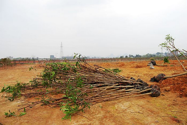 曾跃进校友捐赠的部分树木