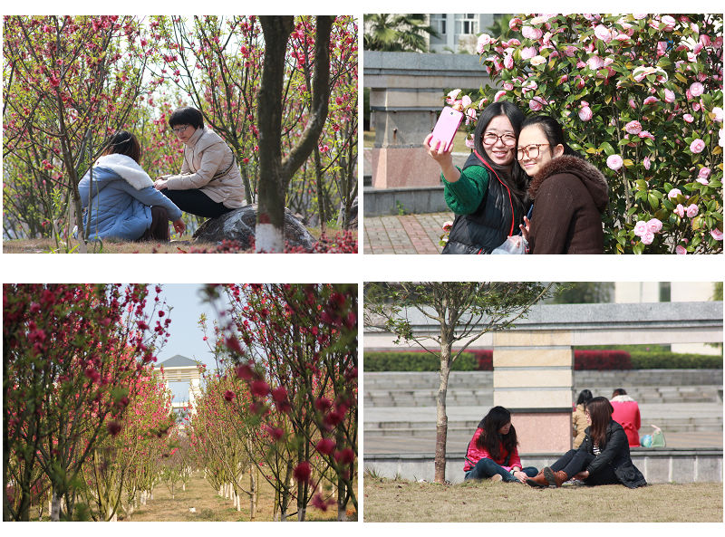 雁山校区春意盎然的桃花林吸引了众多同学来合影留念（大学生通讯社 邹添龙 摄）