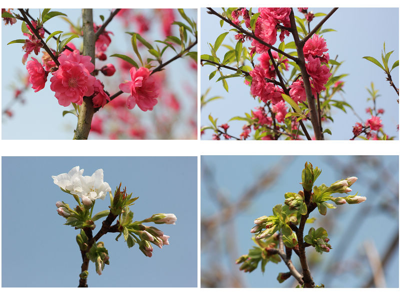 校园美景 （邹添龙 摄）