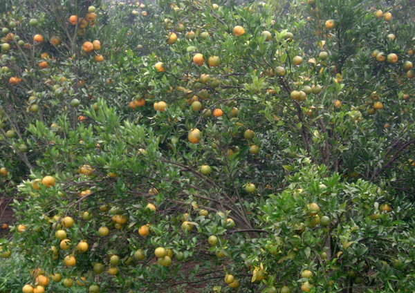 硕果累累的果园。