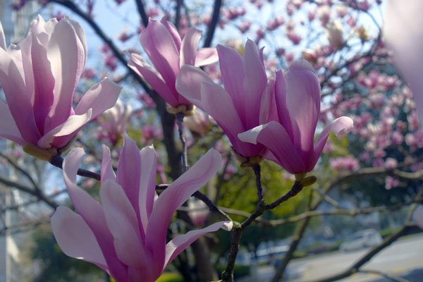 校园“校花”美景（本文配图由周晓霞老师,黄晓红老师,陈芳芳同学提供）