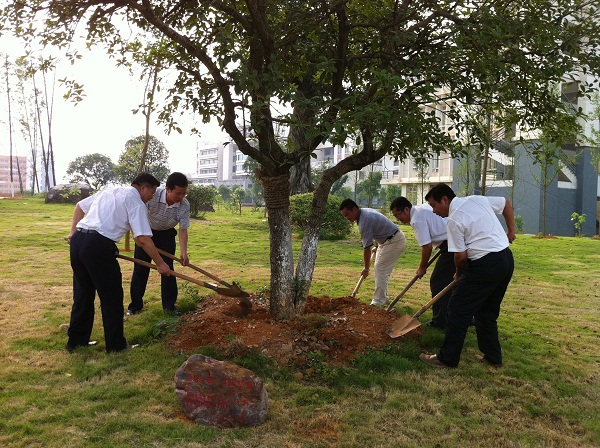 汤敏博士(左一)在陈洪江副校长(右一)的陪同下为认捐的桂花树培土