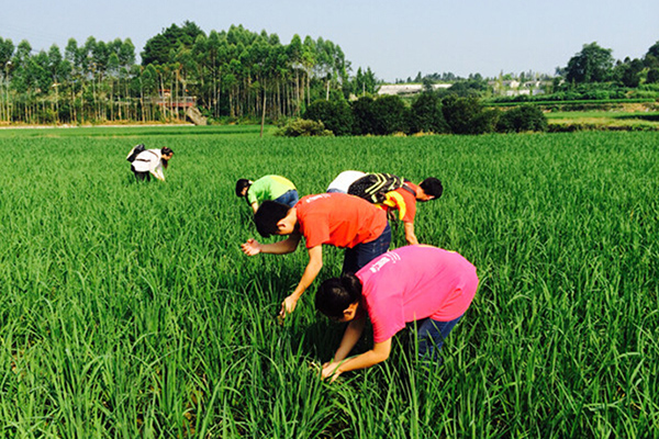 挂职队在乡间除杂草
