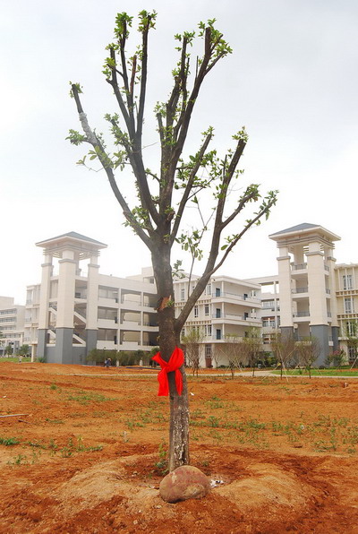 感恩思源  桃李芬芳——中文系85本于二〇〇九年八月八日捐种。