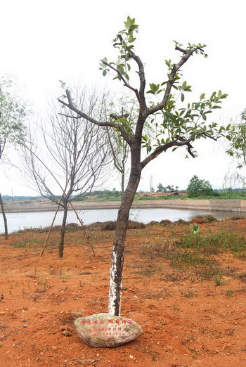 师恩难忘  同窗情深——生物系90专捐种二〇〇八年七月二                    </div></div> </div>
          
        </div>
      </div>
      <div class=