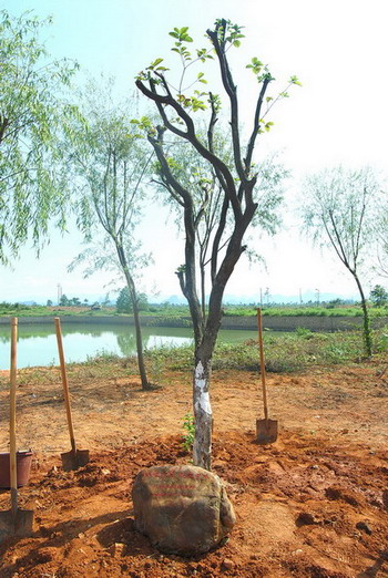 深植希望  成就梦想——化学系85级于二〇〇九年七月三十一日捐种。